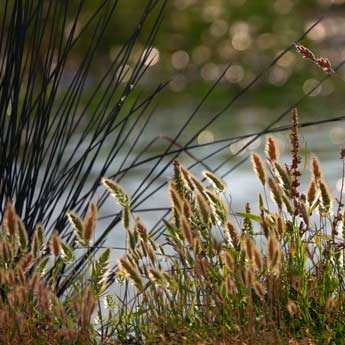 Reeds and Lake in Nature